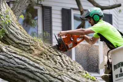A tree falls in Southie