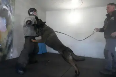Pets with a toolkit: Protection dogs train to handle burglars as sports stars boost home security