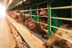 Trump administration cancels plans to develop a bird flu vaccine