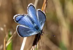 Is there life after extinction? Some scientists and conservationists are trying to find out