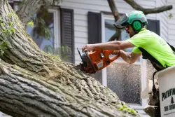 A tree falls in Southie
