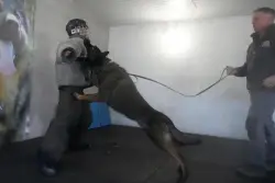 Pets with a toolkit: Protection dogs train to handle burglars as sports stars boost home security